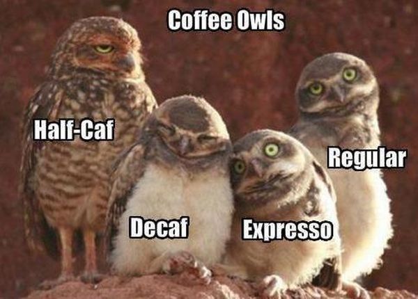 funny pictures coffee owls